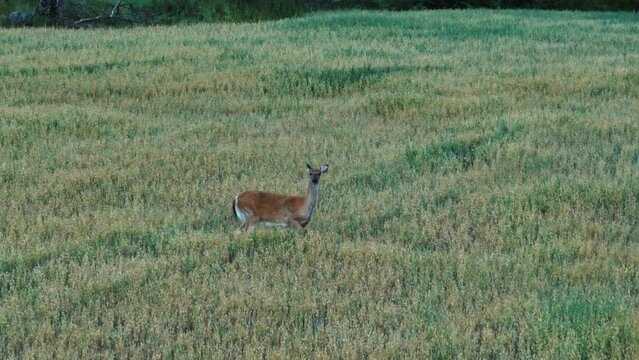 Aerial telephoto shot toward a white-tailed deer standing on evening wheat field