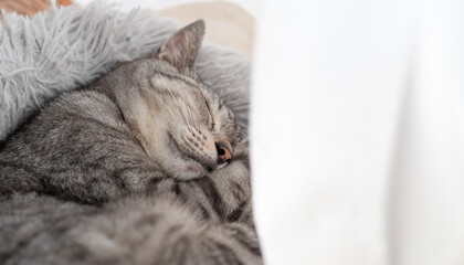 Naklejka na ściany i meble 可愛い猫の寝顔　サバトラ猫
