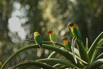 Pfirsichköpfchen vogel art vögel rot gelb grün papagei artenschutz artenerhaltung artenvielfalt tierreich wildnis - obrazy, fototapety, plakaty