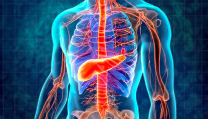 3D Visualization Illustration of Man's Pancreas Anatomy, 3D Exploration of the Pancreatic Anatomy in Man's Digestive System, Generative AI - obrazy, fototapety, plakaty