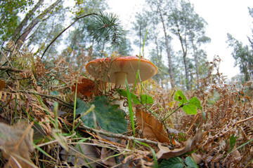 Amanite tue-mouches ou fausse oronge (Amanita muscaria)