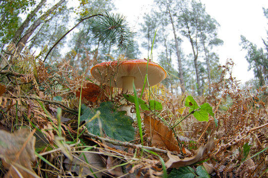 Amanite tue-mouches ou fausse oronge (Amanita muscaria)