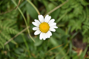 Single Small Daisy in the Swiss Alps