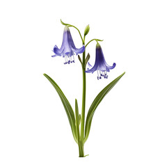 Bluebell flower isolated on transparent background