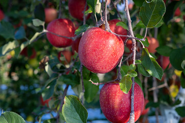 The Chiyuki, a delicious apple variety from the orchard.