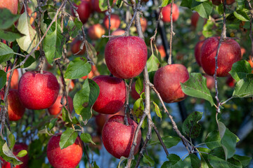 The Chiyuki, a delicious apple variety from the orchard.
