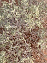 Wild plants of the Arabian Peninsula

