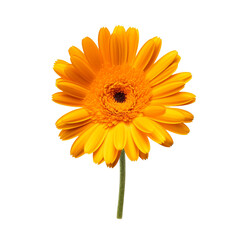 Calendula flower isolated on transparent background