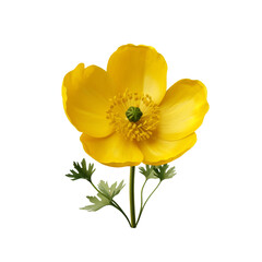 Naklejka premium Buttercup flower isolated on transparent background
