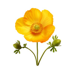 Naklejka premium Buttercup flower isolated on transparent background