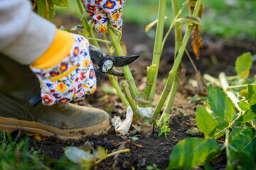 Woman using pruning shears to cut back dahlia plant foliage before digging up the tubers for winter...