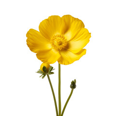 Buttercup flower isolated on transparent background
