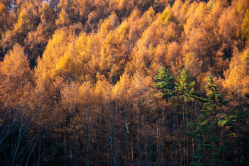 秋の八ヶ岳　朝陽に照る　御射鹿池を囲む落葉松の黄葉　