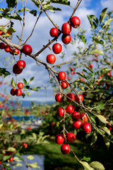 Delicious apple varieties Alpine Maiden in the orchard.