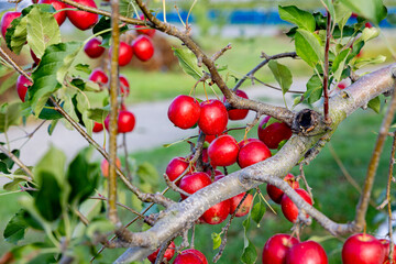 Delicious apple varieties Alpine Maiden in the orchard.