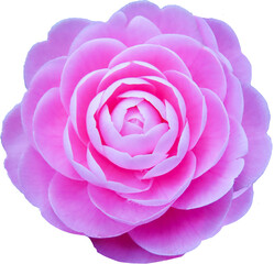 ピンク色のツバキの花