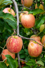 Delicious apple variety Shinano Dolce from the orchard.