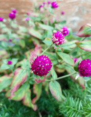 Small flowers blooming in green grass, nature photography, natural gardening background, floral wallpaper 