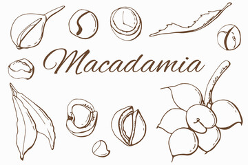 Macadamia nut graph set. White background, isolate. Line art. - obrazy, fototapety, plakaty