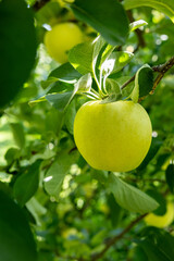 Shinano Gold, a delicious apple variety from the orchard.