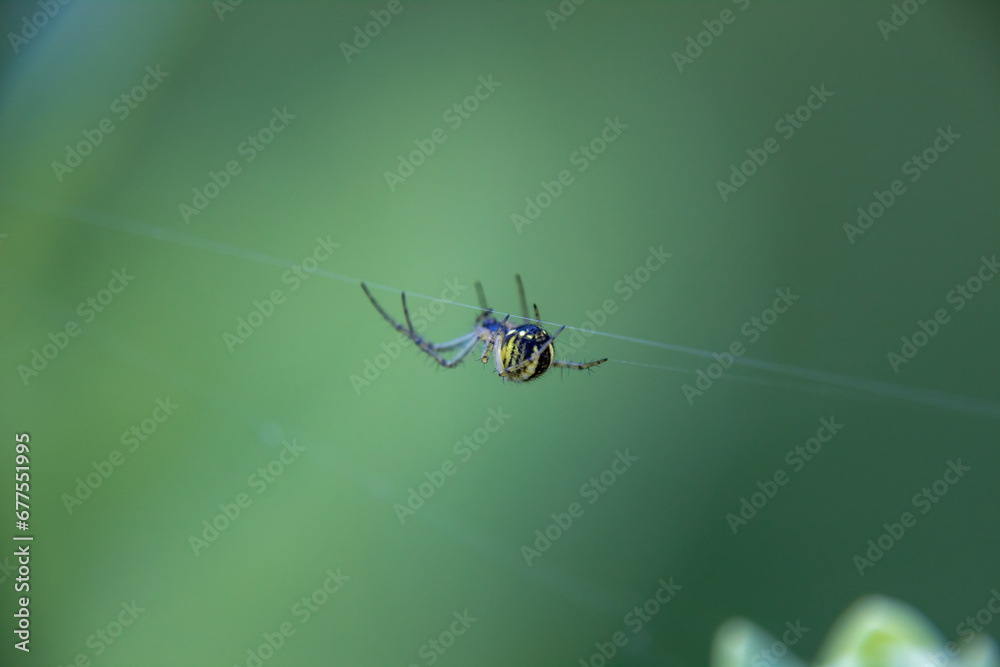 Wall mural spider on the web