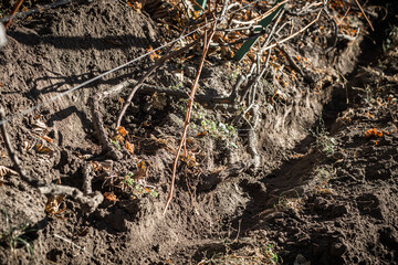 Preparing grapes for winter. Burying grapes in the ground before frost. trench-shaped grape shelter is a type of winter protection for grapevines. It is a trench dug in the ground.