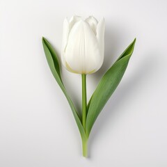 white tulip on white background