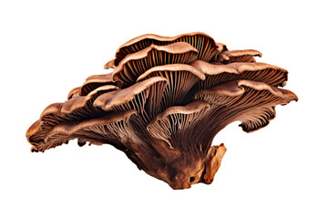 Wood ear fungus mushroom isolated on white background - obrazy, fototapety, plakaty