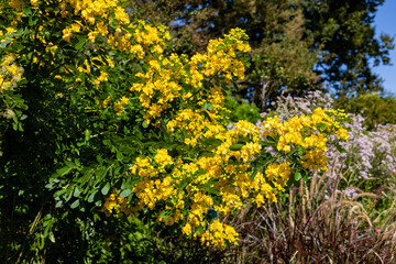 Argentine senna with beautiful yellow flowers.