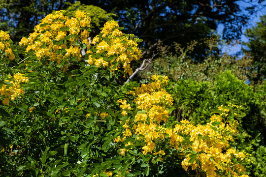 Argentine senna with beautiful yellow flowers.