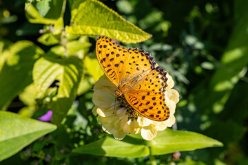 Argyreus hyperbius butterfly perching on a zinnia.