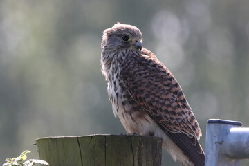 A beautiful animal portrait of a perched Kestrel. This bird only has one eye after sustaining an injury.