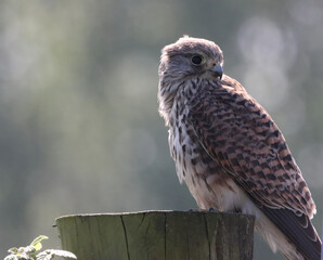 A beautiful animal portrait of a perched Kestrel. This bird only has one eye after sustaining an injury.