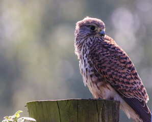 A beautiful animal portrait of a perched Kestrel. This bird only has one eye after sustaining an injury.