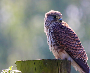 A beautiful animal portrait of a perched Kestrel. This bird only has one eye after sustaining an injury.