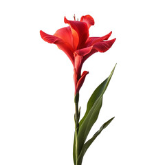 Fototapeta premium Canna Lily flower isolated on transparent background