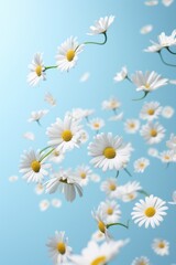 White daisies fly in the air on blue pastel background.