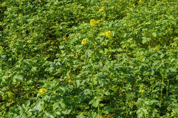 Field with Yellow mustard in the Noordoostpolder Flevoland province, The Netherlands - Gele mosterd