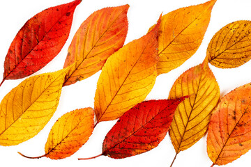 Autumn leaves of cherry blossoms macro photography.