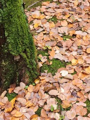 autumn in Seoul capital of  South Korea it is in Namsan tower botanical garden very beautiful and romantic for tourists