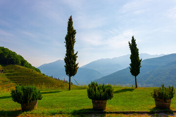 Vineyard with Mountain View and Cypress Tree in Morcote, Ticino, Switzerland.