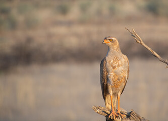 Juvenile pale chanting goshawk