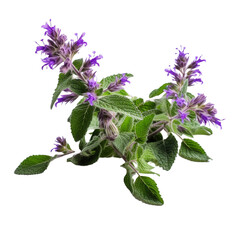 Catmint isolated on transparent background