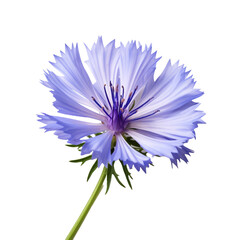 Chicory flower isolated on transparent background