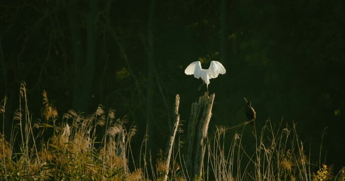 Great white Heron is landing on a snag next to a sitting cormorant. Filmed in 4k slow motion.