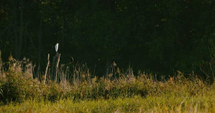 Wide shot of a great white Heron and a Cormorant calmly sitting on a snag. Filmed in 4k slow motion.