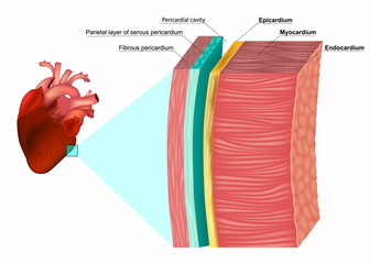 The Layers of the Heart Wall Anatomy. Myocardium, Epicardium, Endocardium and Pericardium. Heart wal structure