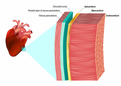 The Layers of the Heart Wall Anatomy. Myocardium, Epicardium, Endocardium and Pericardium. Heart wal structure