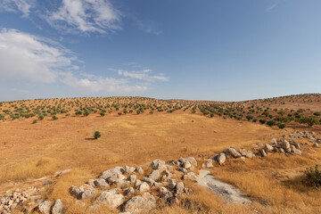 Stunning views of the countryside and mountains during your trip in Turkey. The trees are planted...