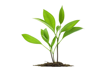 Young plant with green leaves growing from a pile of soil, cut out